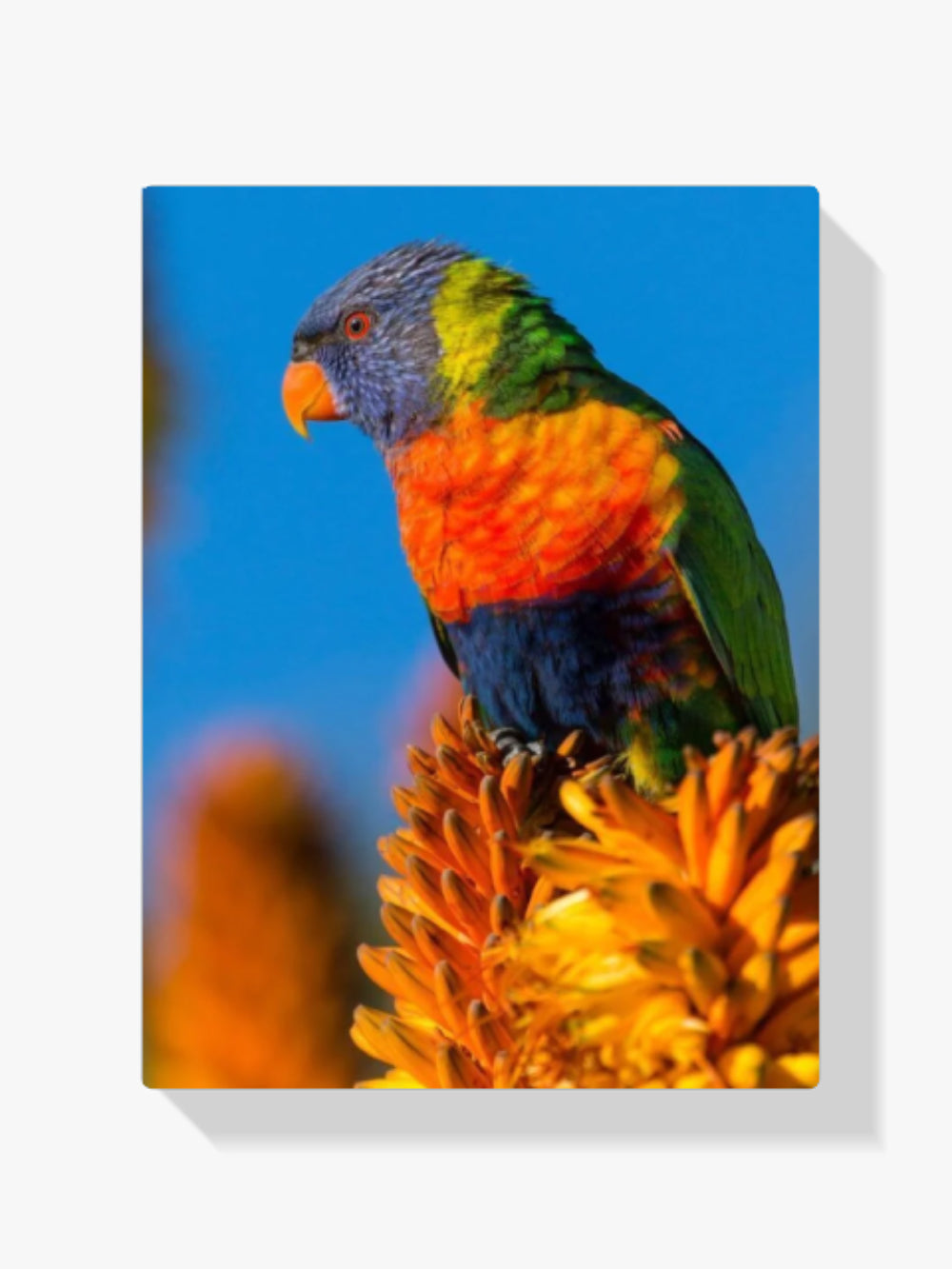 Bunter Vogel - Malen nach Zahlen