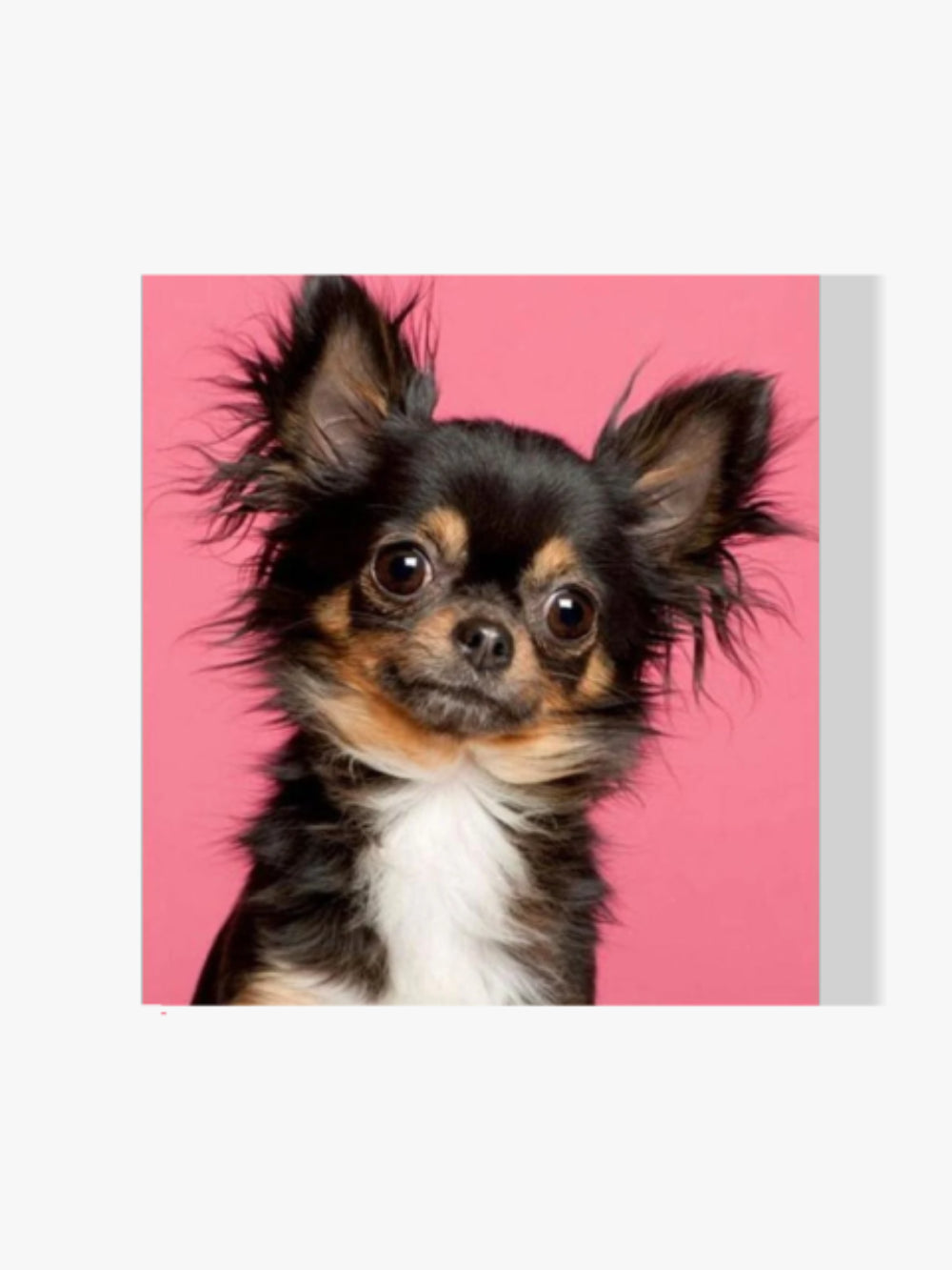 Chihuahua Porträt - Malen nach Zahlen