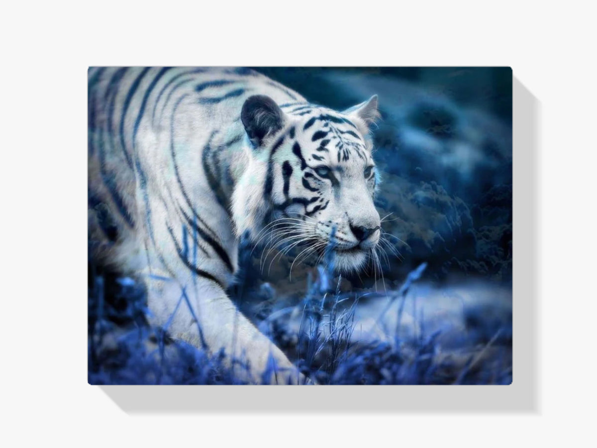 Der weiße Tiger in Bewegung - Malen nach Zahlen