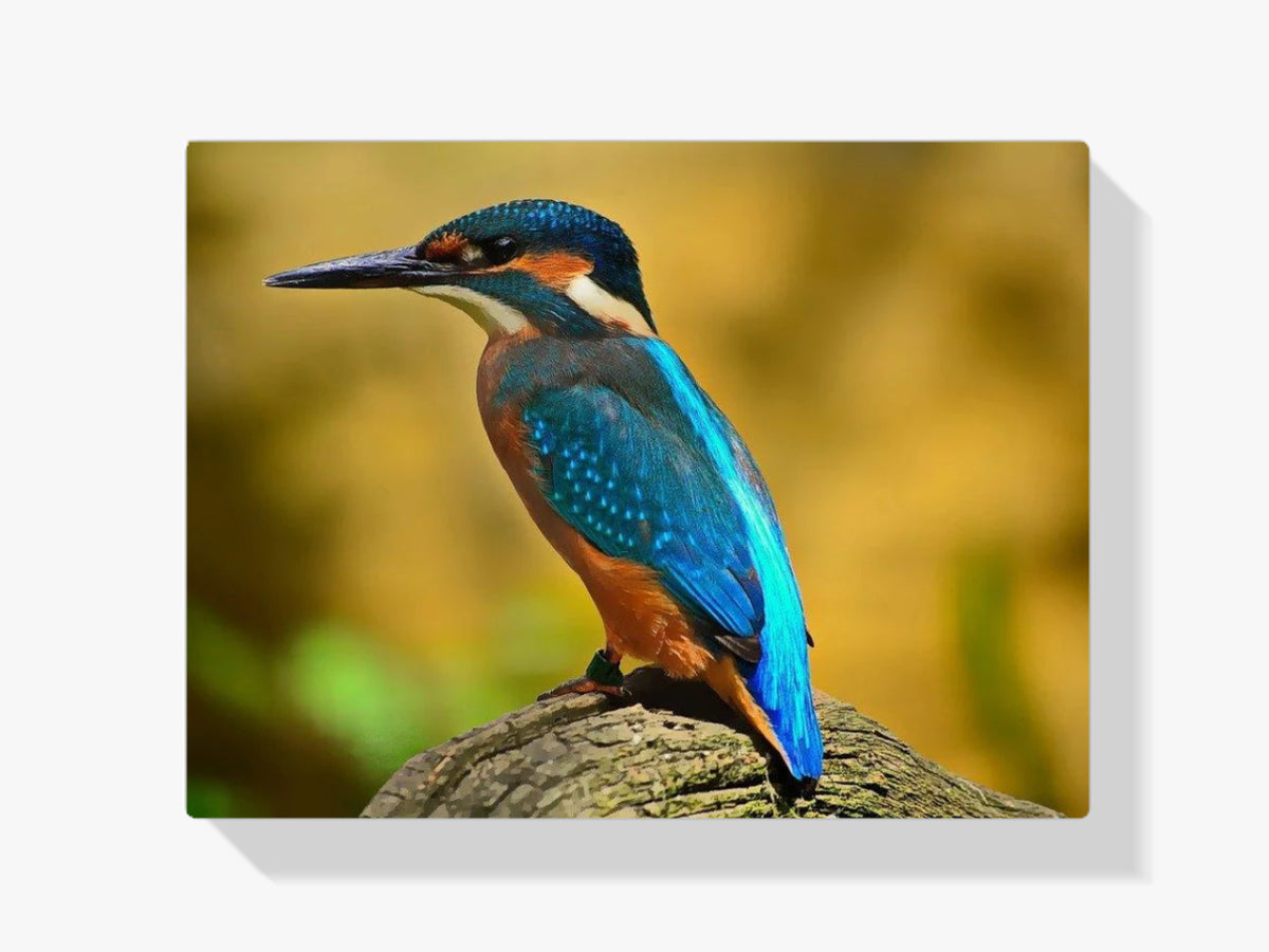 Eisvogel - Malen nach Zahlen