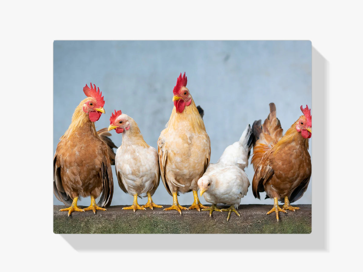 Fünf Hühner - Malen nach Zahlen