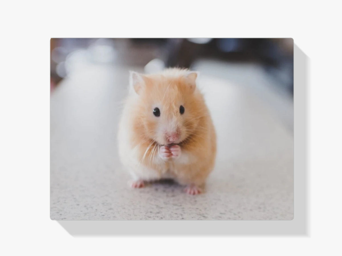 Hamster - Malen nach Zahlen