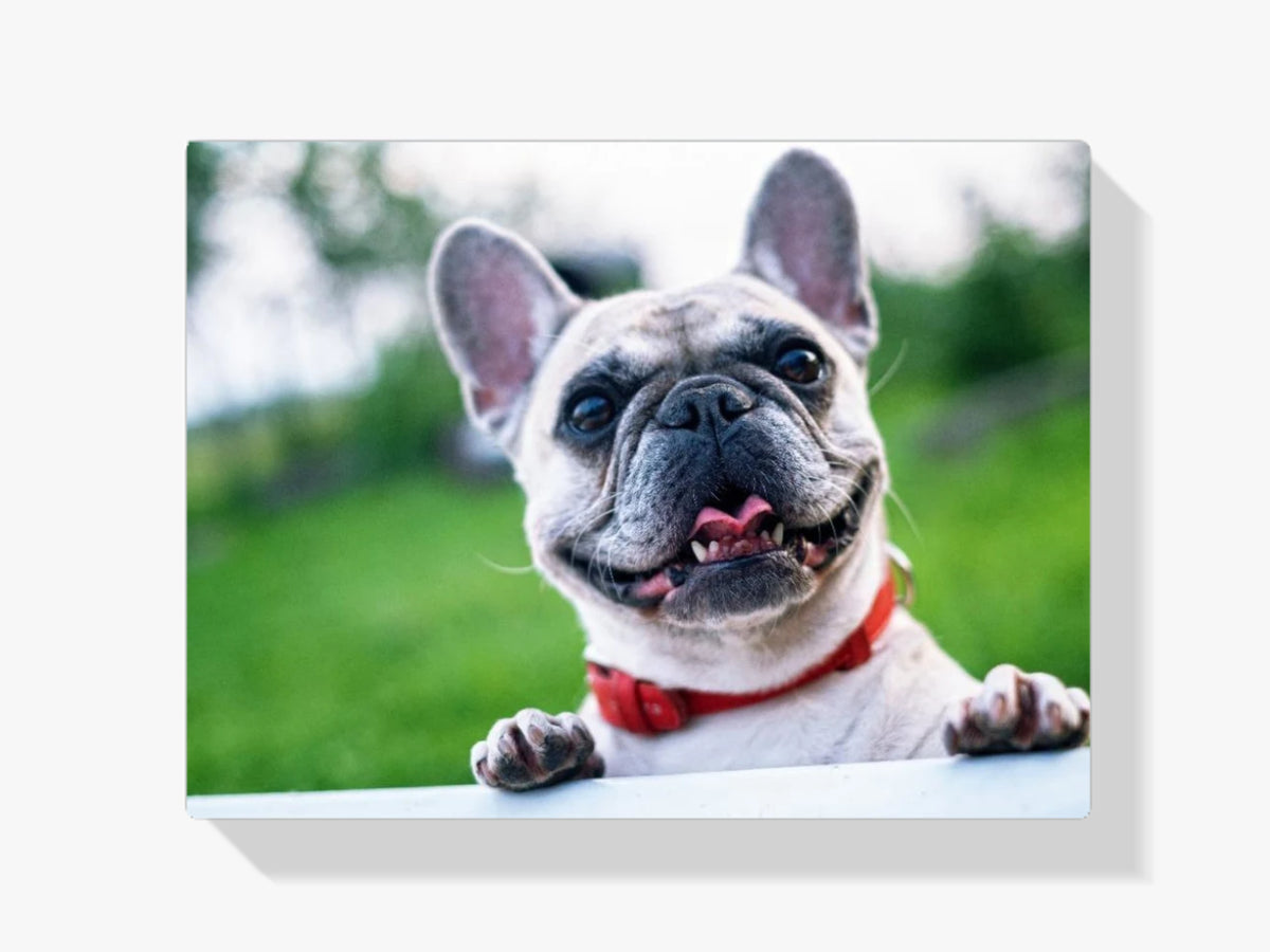 Happy Bulldog - Malen nach Zahlen