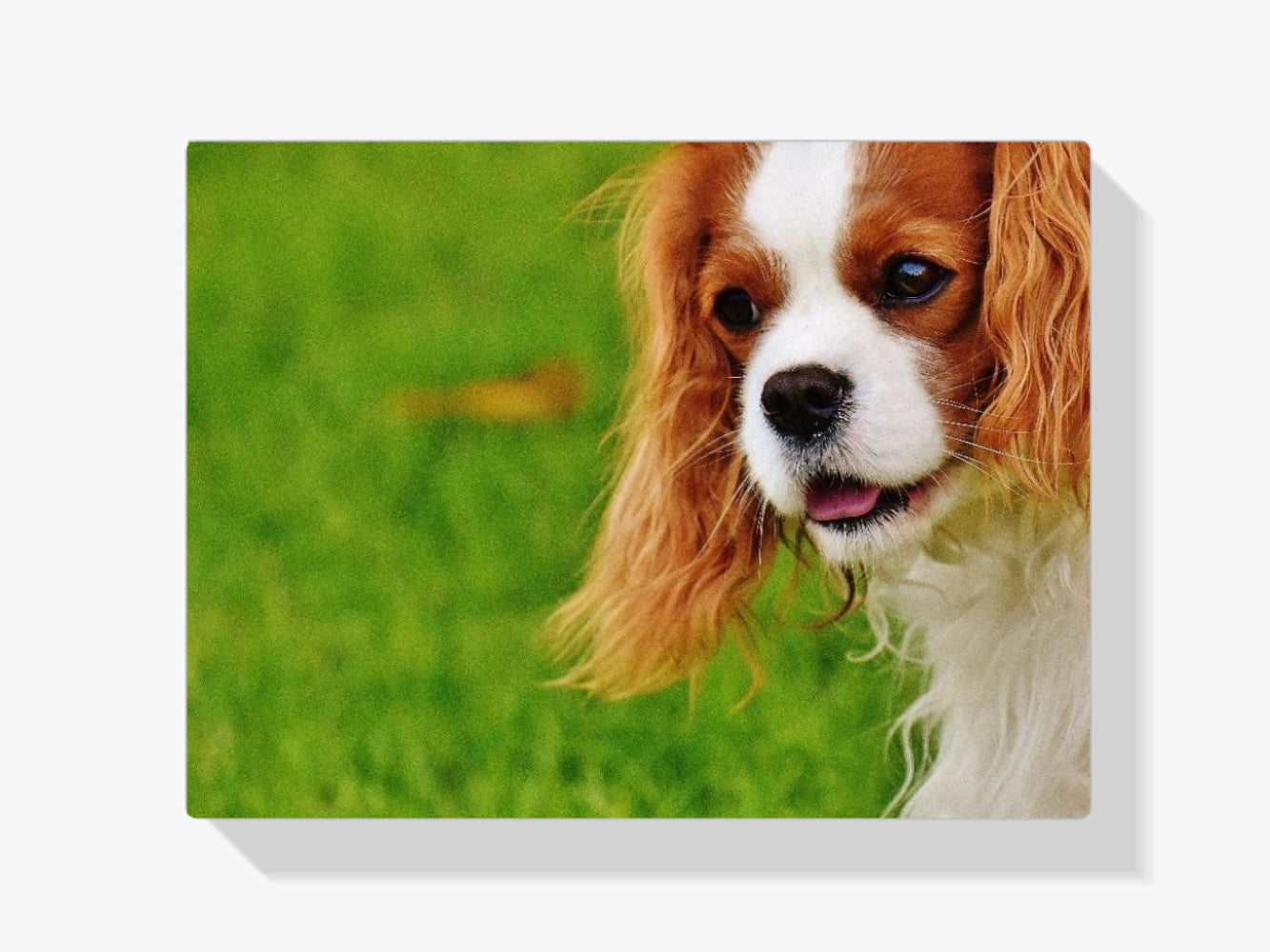 Hundeportrait - Malen nach Zahlen
