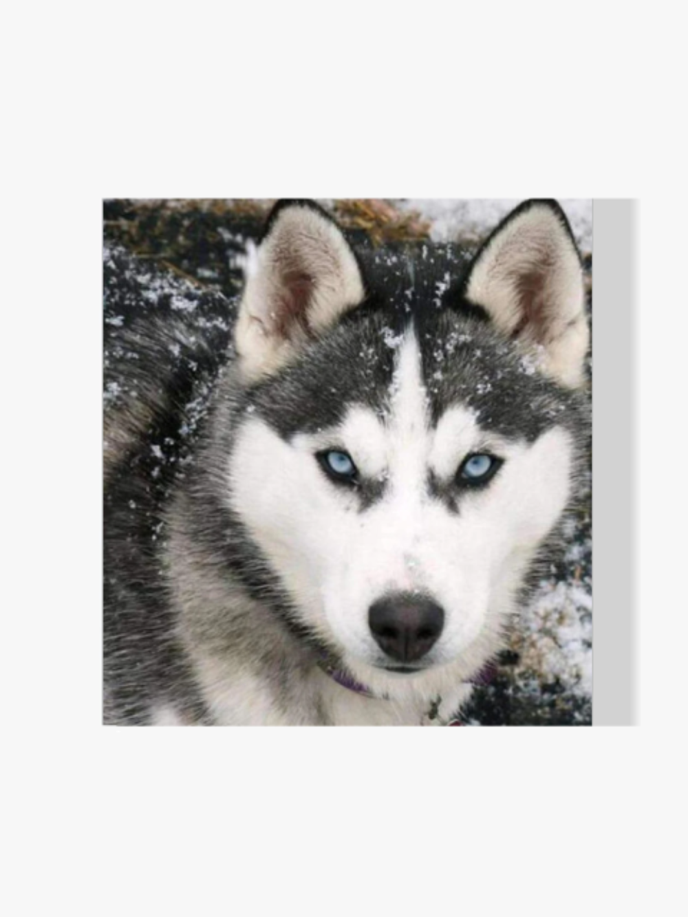 Husky Hund - Malen nach Zahlen