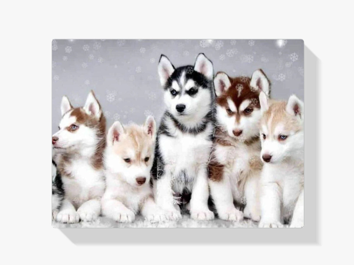 Husky Welpen - Malen nach Zahlen