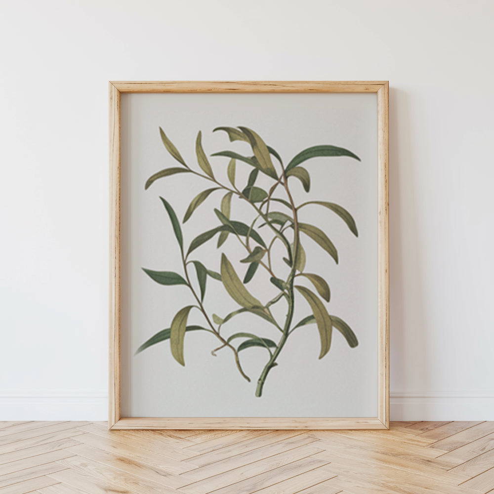 Måla efter siffror - 6 minimålningar | Botaniska växter-utgåva