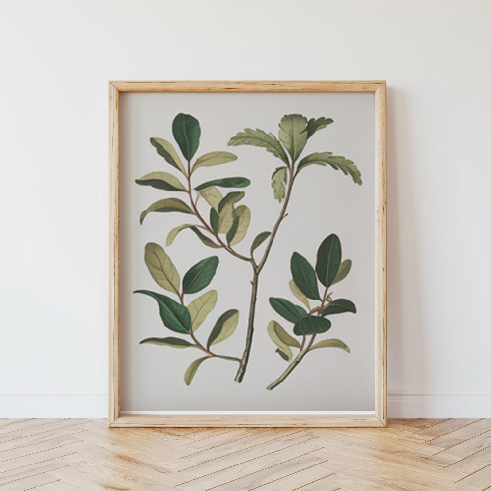 Måla efter siffror - 6 minimålningar | Botaniska växter-utgåva