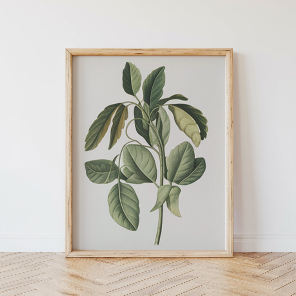 Måla efter siffror - 6 minimålningar | Botaniska växter-utgåva
