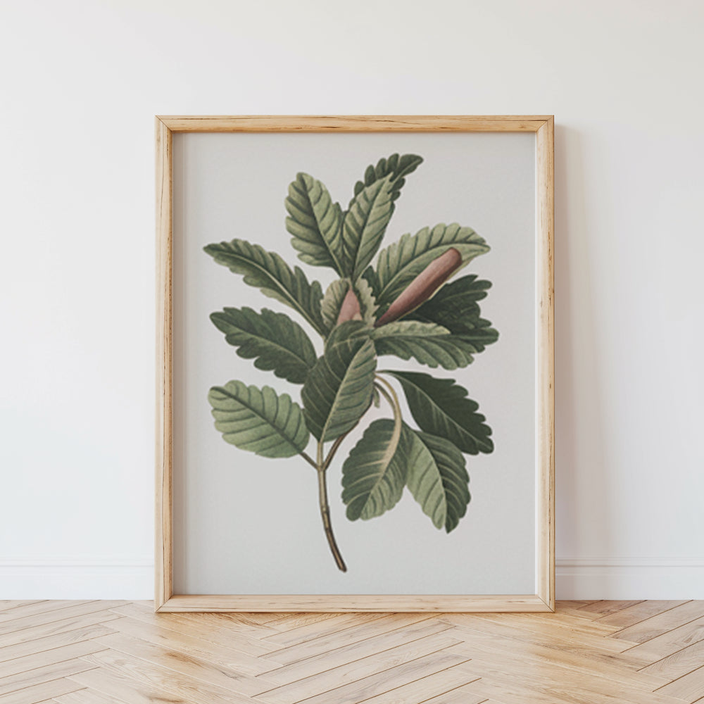 Måla efter siffror - 6 minimålningar | Botaniska växter-utgåva