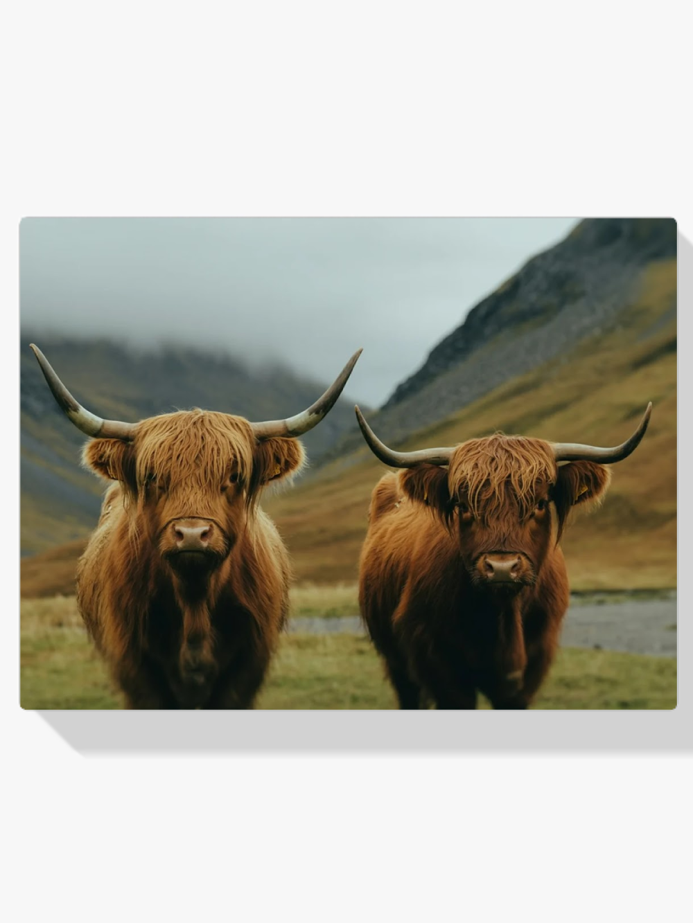 Måla efter siffror - Skotsk högländare