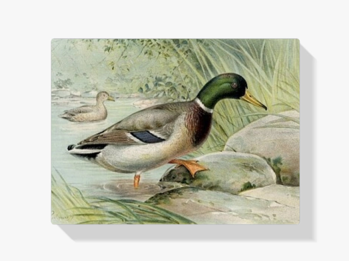 Malen nach Zahlen - Wildente