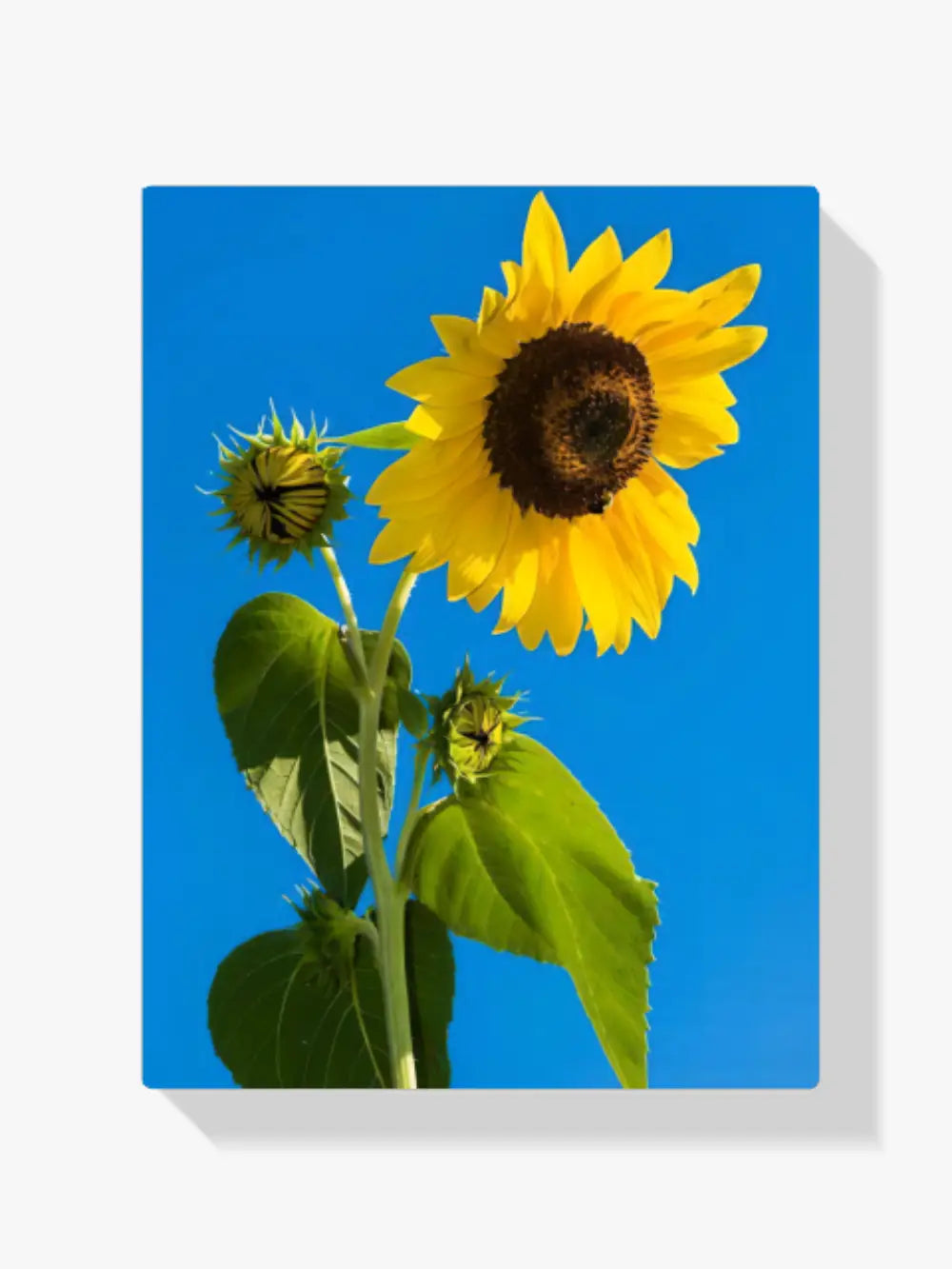 Malen nach Zahlen – Sonnenblume im blauen Himmel