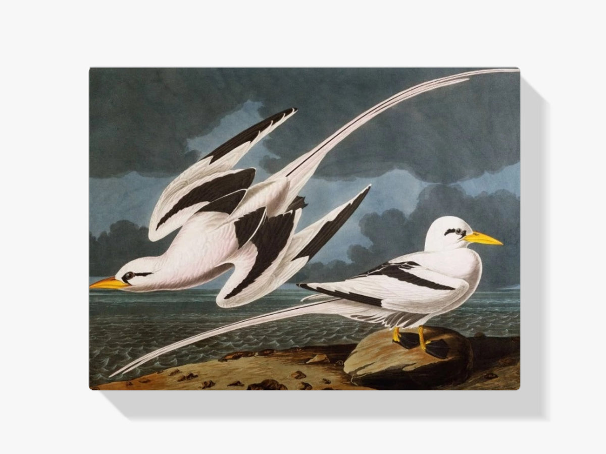 Malen nach Zahlen – Tropischer Vogel