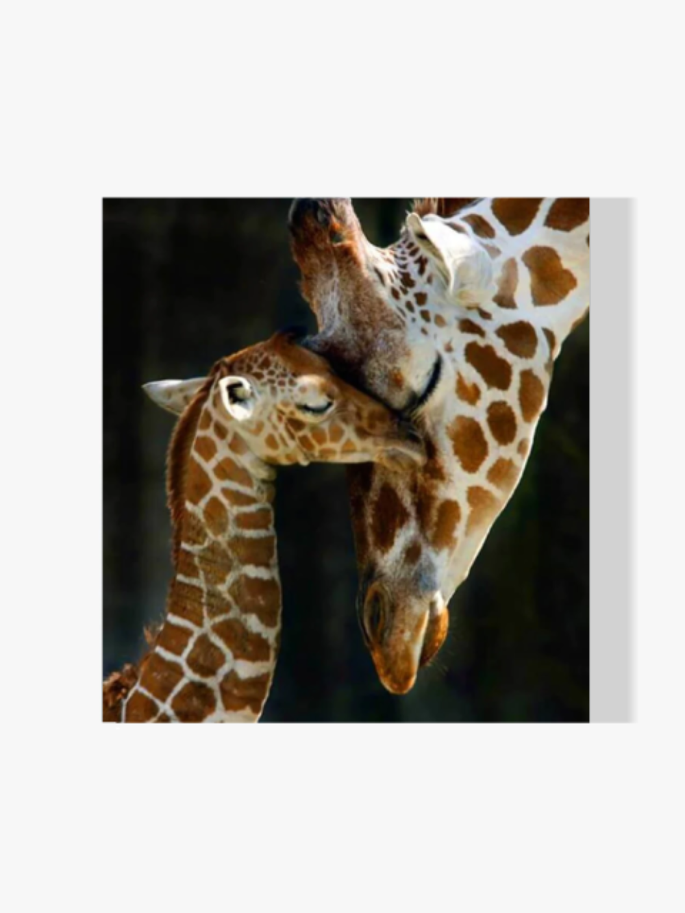 Mama Giraffe mit ihrem Baby - Malen nach Zahlen