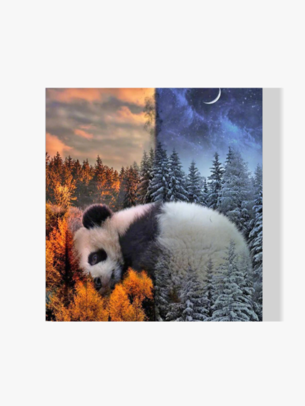 Pandabär - Malen nach Zahlen