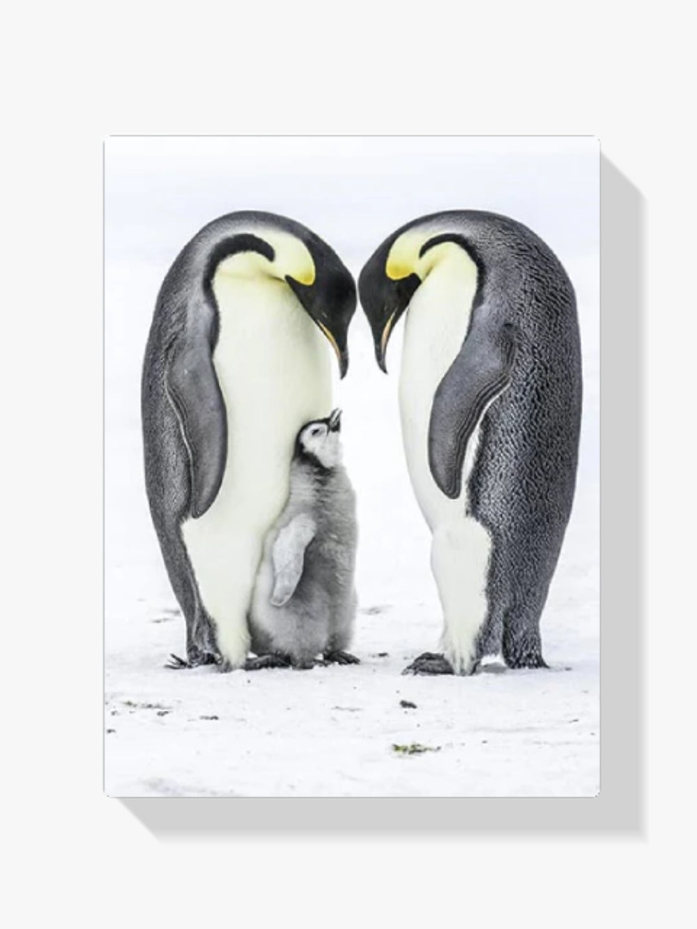 Pinguin Mit Jungen - Malen nach Zahlen