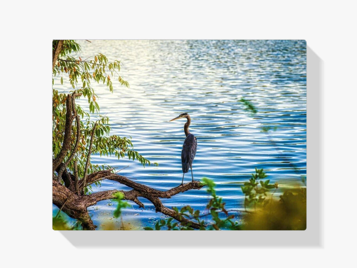 Reiher am See - Malen nach Zahlen