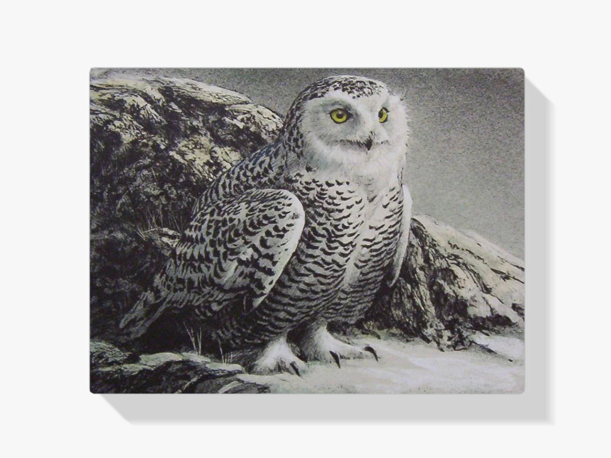 Schnee-Eule - Malen nach Zahlen