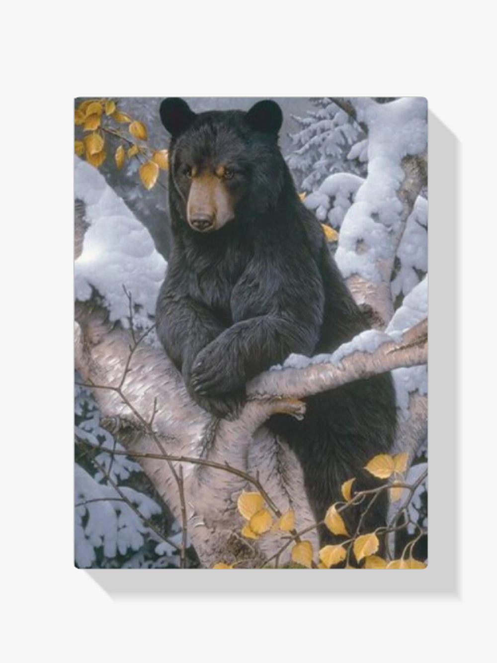 Schwarzer Bär - Malen nach Zahlen