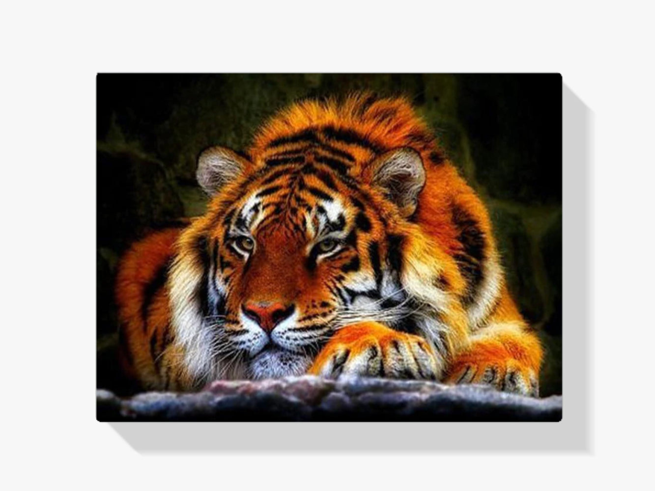 Tiger - Malen nach Zahlen