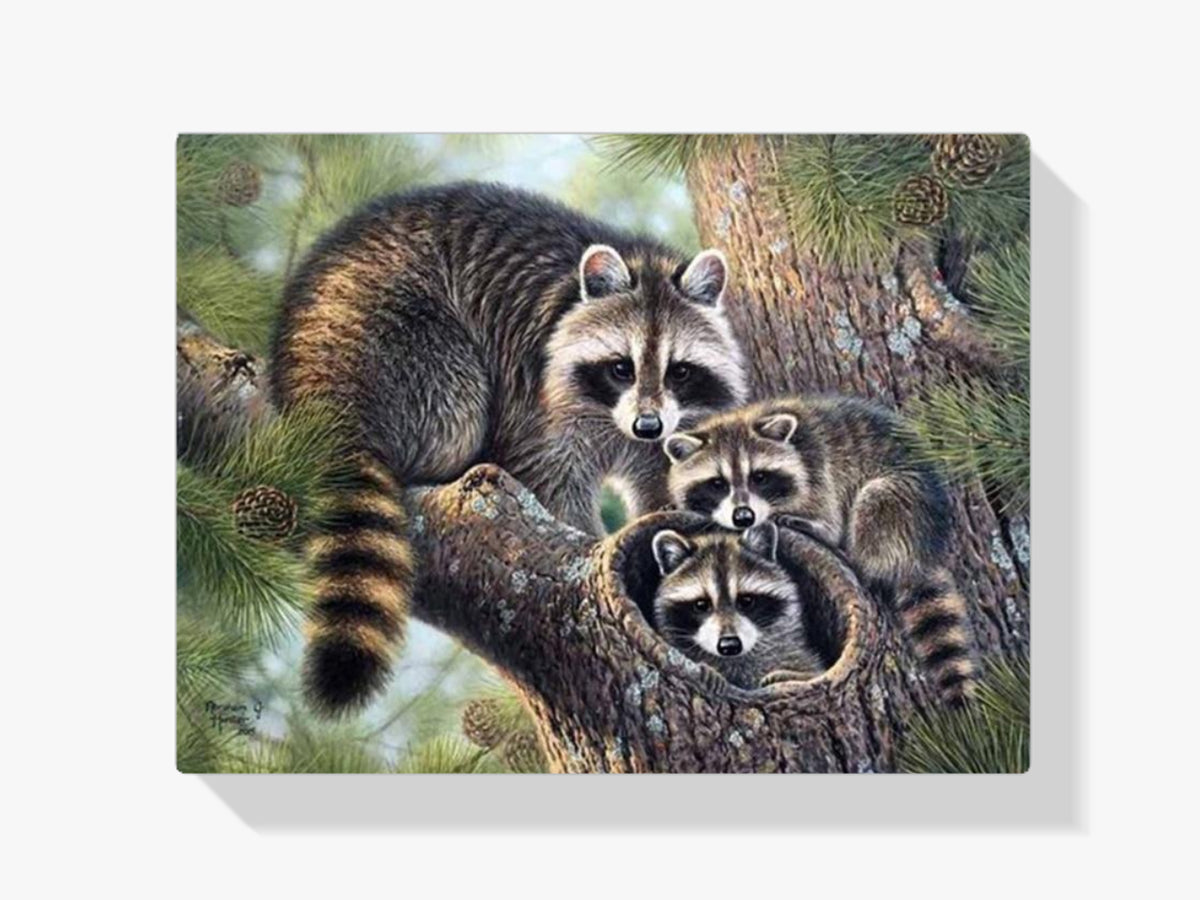 Waschbär - Malen nach Zahlen