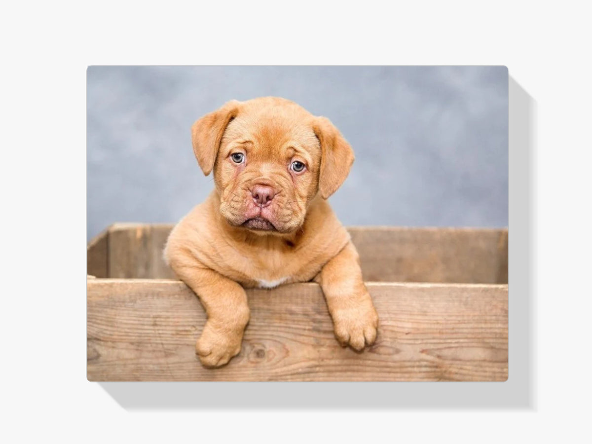 Welpe in der Kiste - Malen nach Zahlen