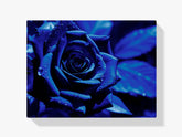 Blaue Rose - Malen nach Zahlen