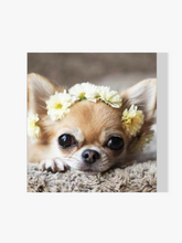 Chihuahua - Malen nach Zahlen
