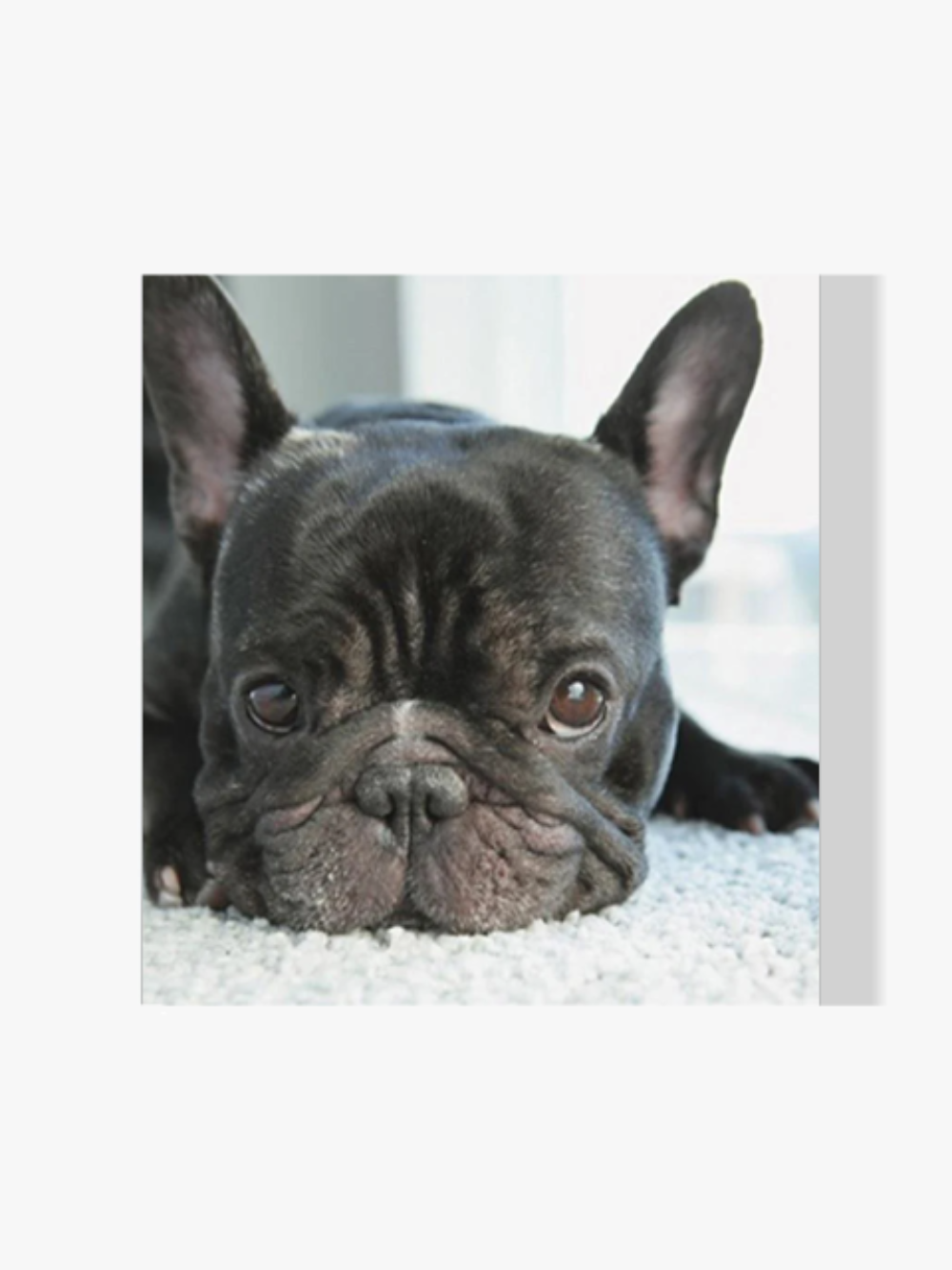 Französische Bulldogge - Malen nach Zahlen