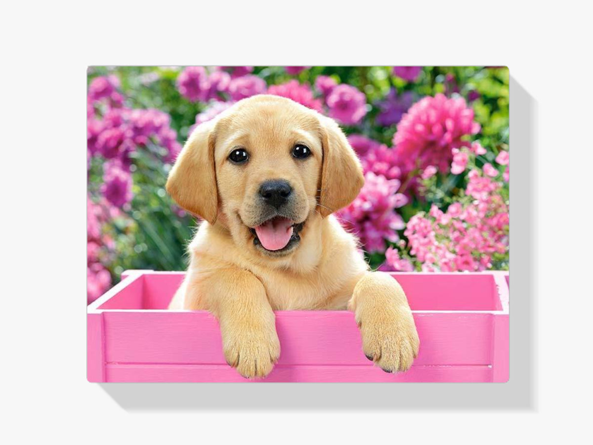 Golden Retriever - Malen nach Zahlen