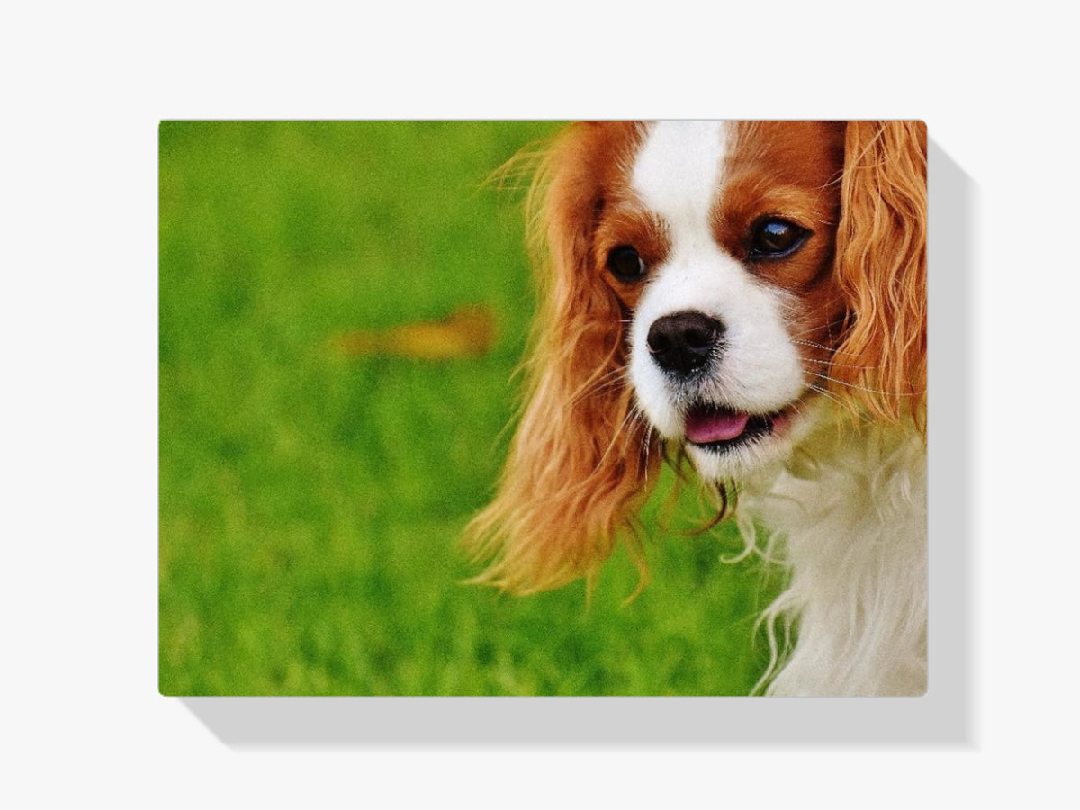 Hundeportrait - Malen nach Zahlen