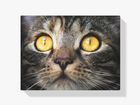 Katze Close Up - Malen nach Zahlen
