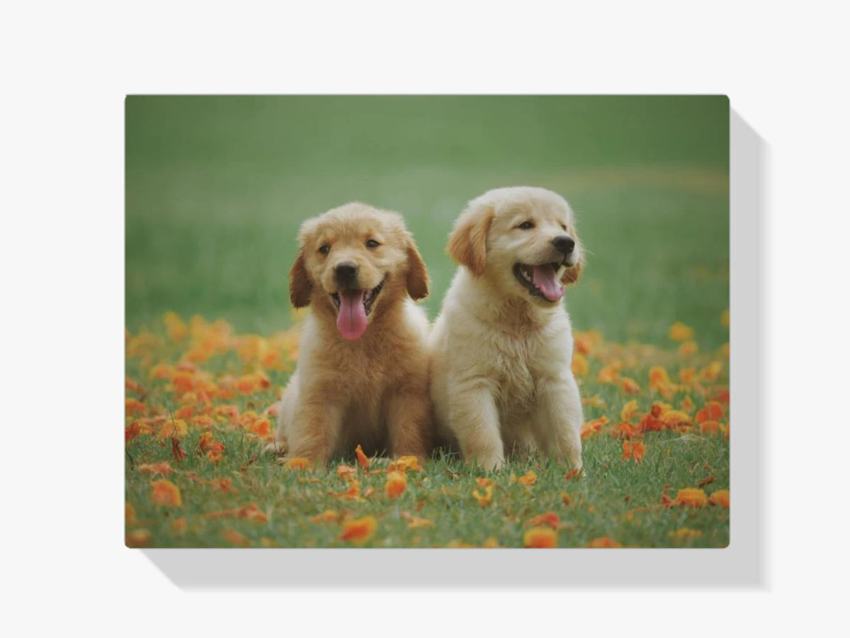 Labrador Welpen - Malen nach Zahlen