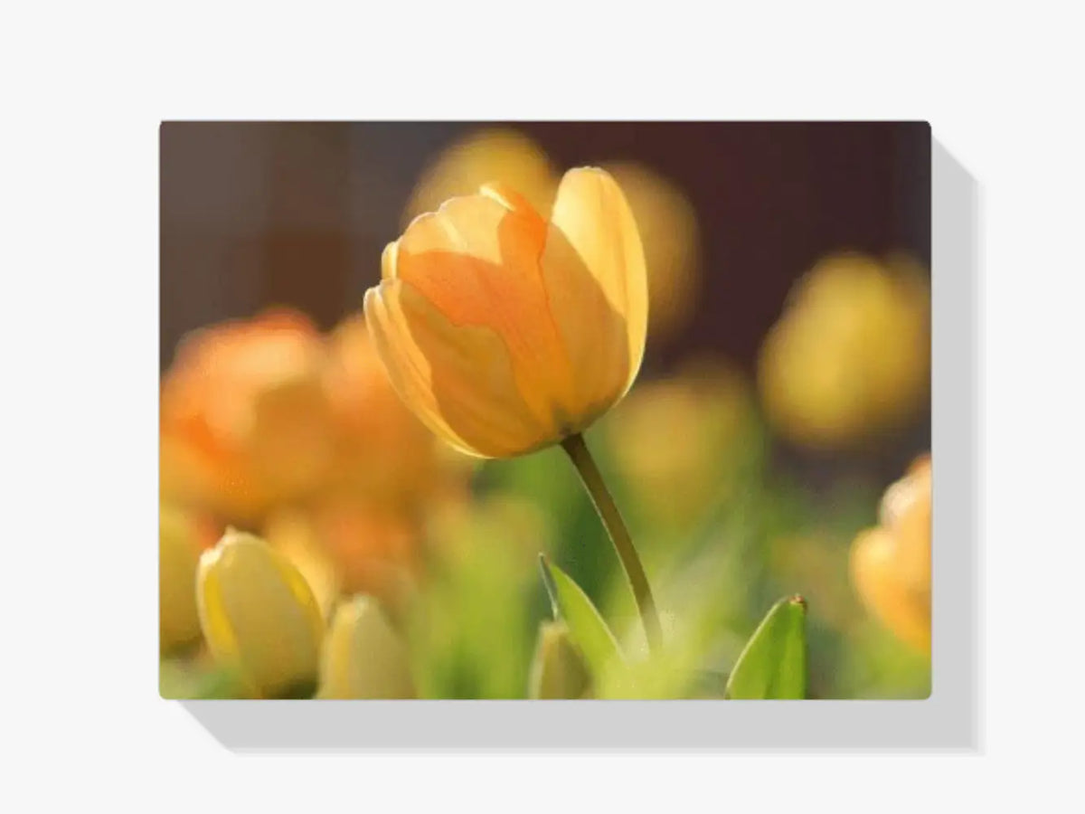 Malen nach Zahlen – Abstrakte Tulpe