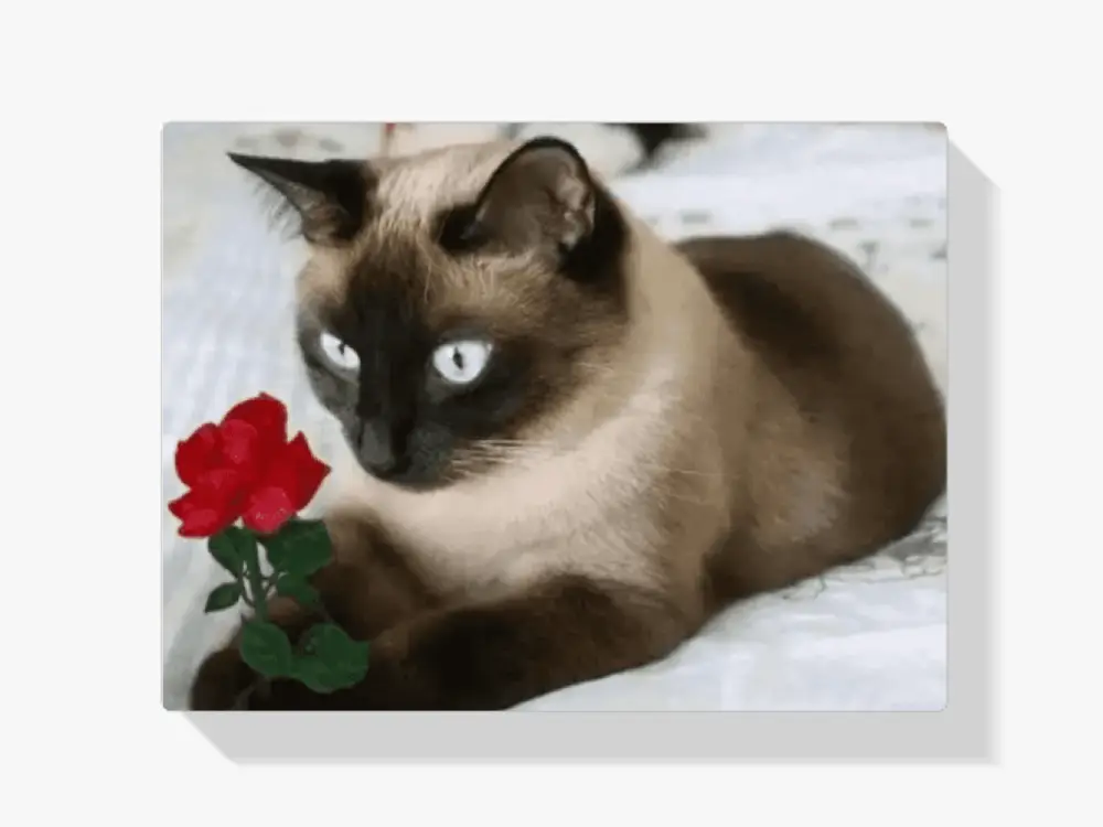 Malen nach Zahlen – Braune Katze mit Rose