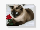 Malen nach Zahlen – Braune Katze mit Rose