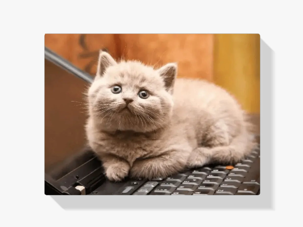 Malen nach Zahlen – Katze auf Laptop
