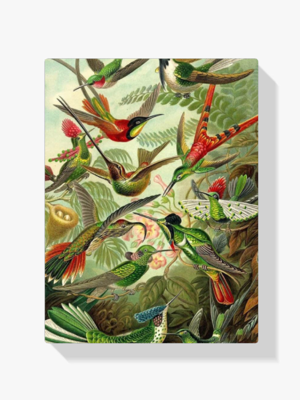 Malen nach Zahlen – Kolibris