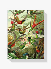 Malen nach Zahlen – Kolibris