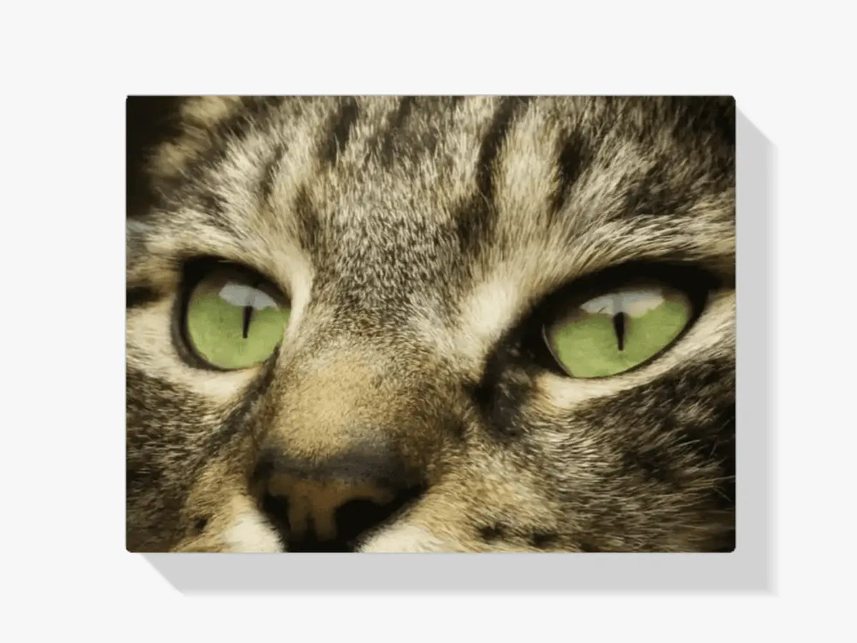 Malen nach Zahlen – Nahaufnahme der Katze