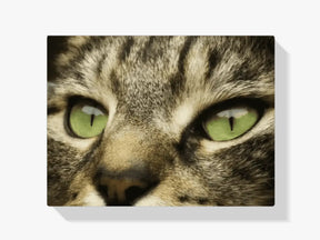 Malen nach Zahlen – Nahaufnahme der Katze