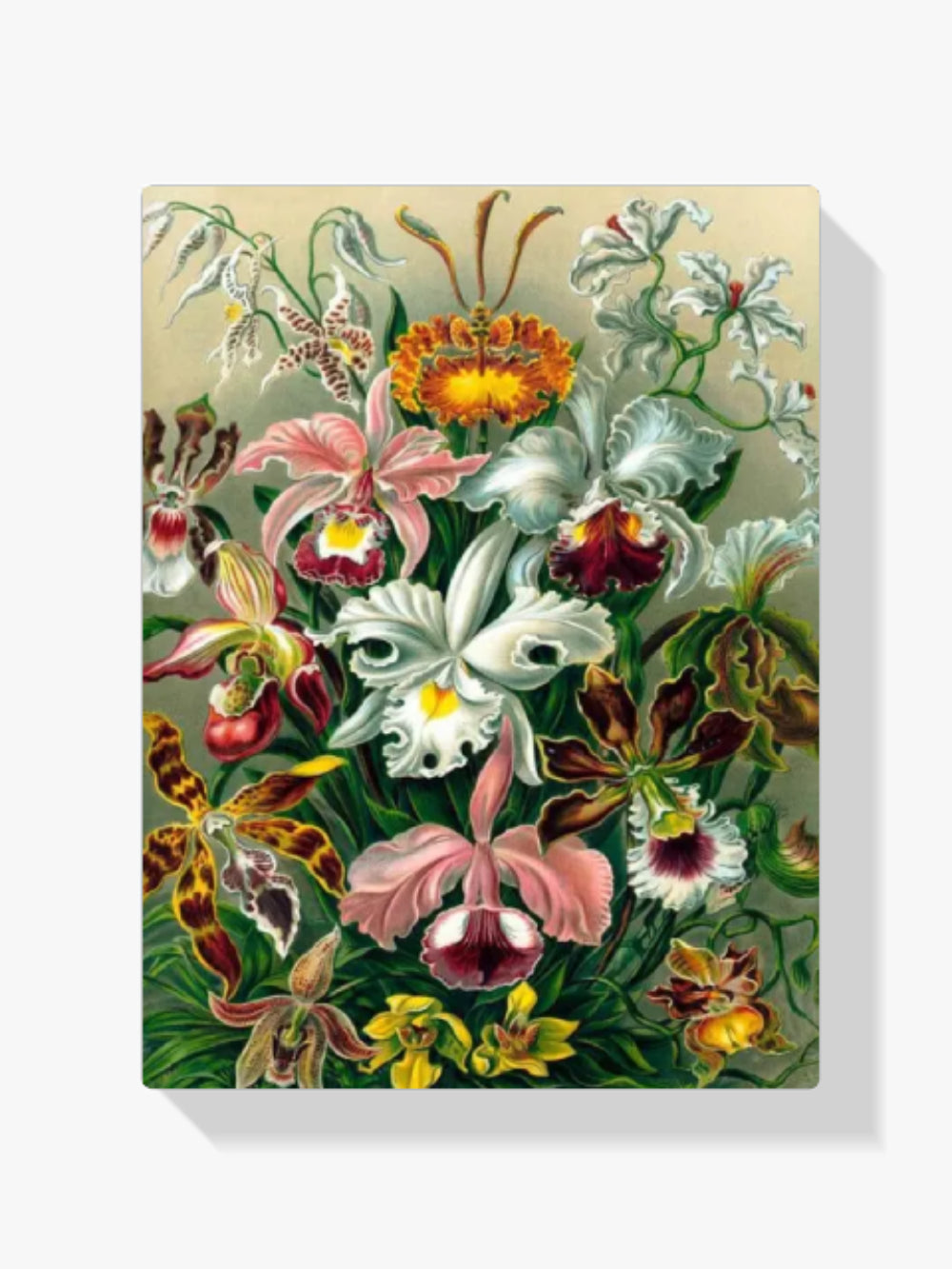 Malen nach Zahlen – Orchidee