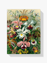 Malen nach Zahlen – Orchidee
