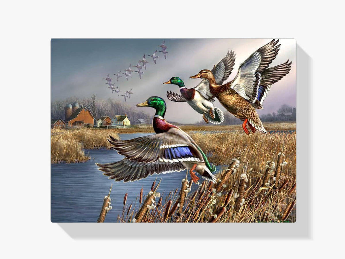 Malen nach Zahlen – Outback-Mallards