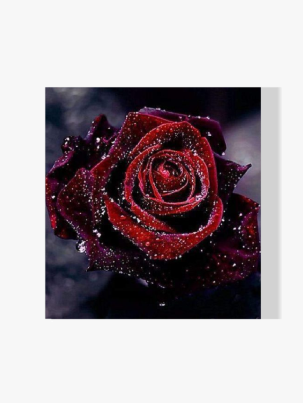 Malen nach Zahlen – Rote Rose