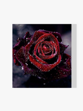 Malen nach Zahlen – Rote Rose