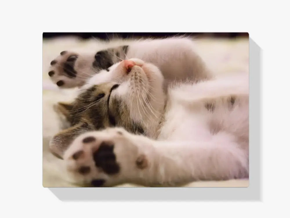 Malen nach Zahlen – Schlafende Katze