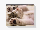 Malen nach Zahlen – Schlafende Katze