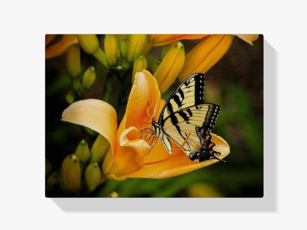 Malen nach Zahlen – Schmetterling auf Tulpe